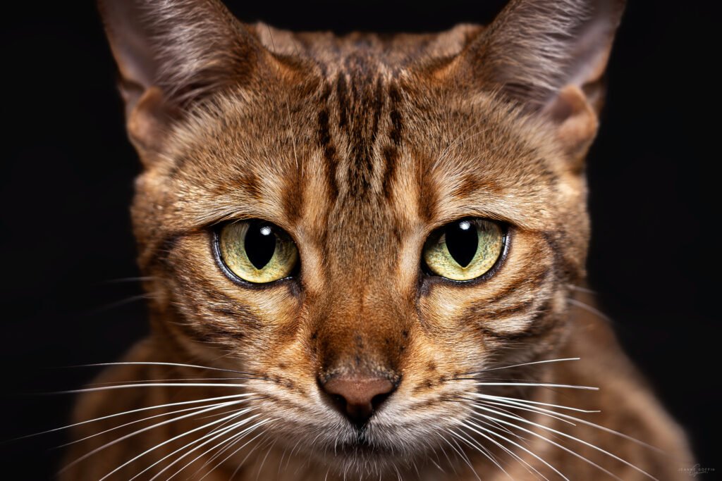Photo gros plan d'une tête de chat du Bengale